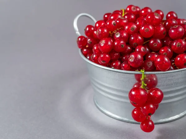 Metal Basin Filled Red Currants — Stock Photo, Image