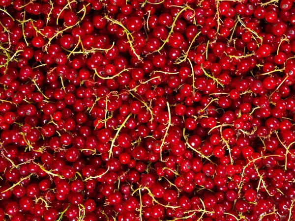 Röda Vinbär Plockade Från Buske Och Staplade Hög — Stockfoto