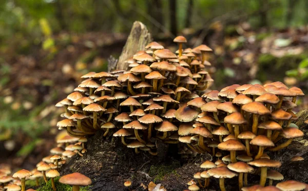 在Veluwe的树桩上有一大群蘑菇 — 图库照片