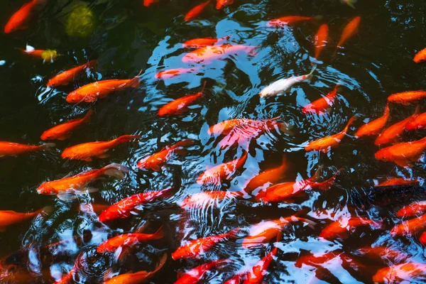 Flock Japanese Red Carps Pond Fish Interior Decoration — Stock Photo, Image
