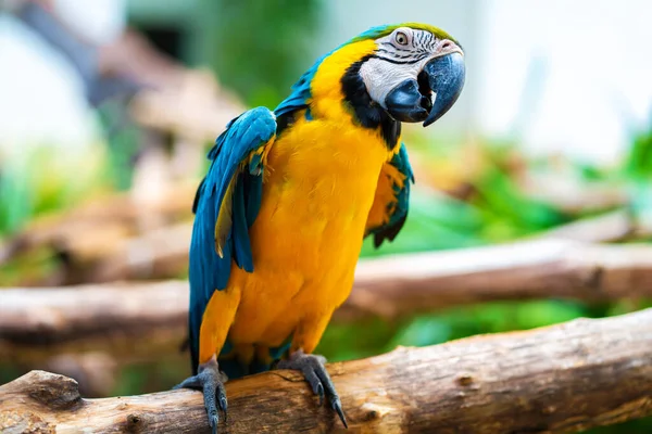 Piękna Kolorowa Papuga Dzika Dżungli — Zdjęcie stockowe