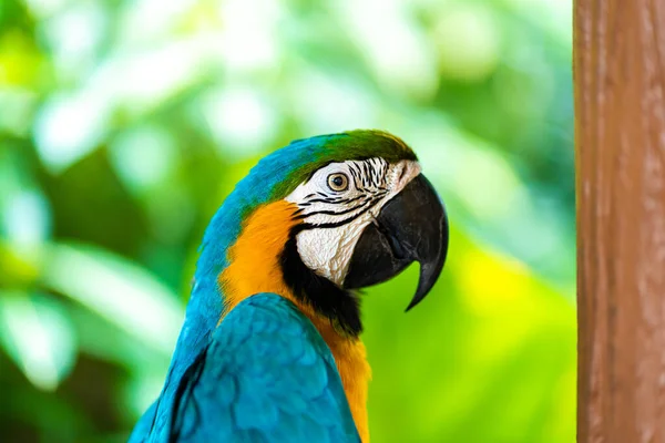 Papuga Żółta Niebieska Siedząca Gałęzi — Zdjęcie stockowe