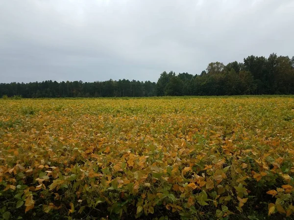 Yeşil Sarı Soya Fasulyesi Tarlası Veya Çiftlik — Stok fotoğraf