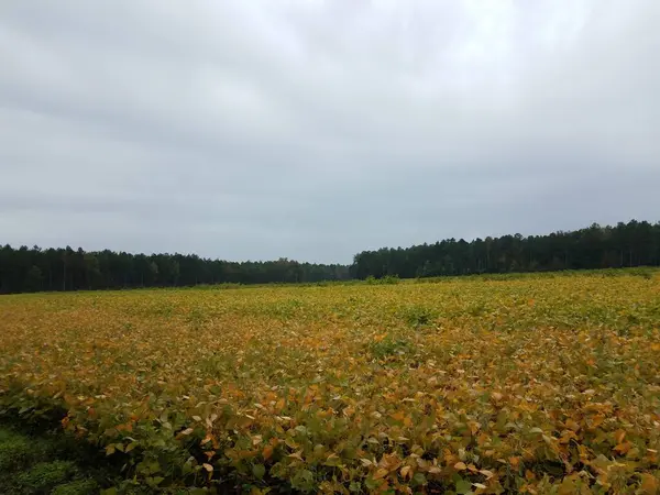 Yeşil Sarı Soya Fasulyesi Tarlası Veya Çiftlik — Stok fotoğraf