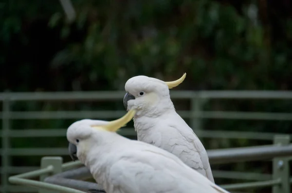Two White Big Cockatoo Birds Looking Front — Stock Photo, Image