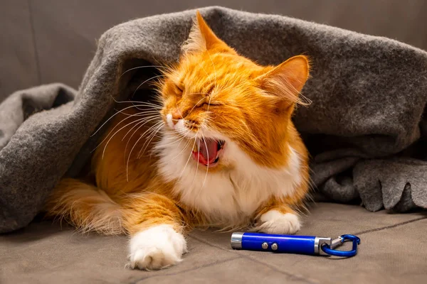 Red Siberian Fluffy Cat Yawns Lies Sofa — Stock Photo, Image