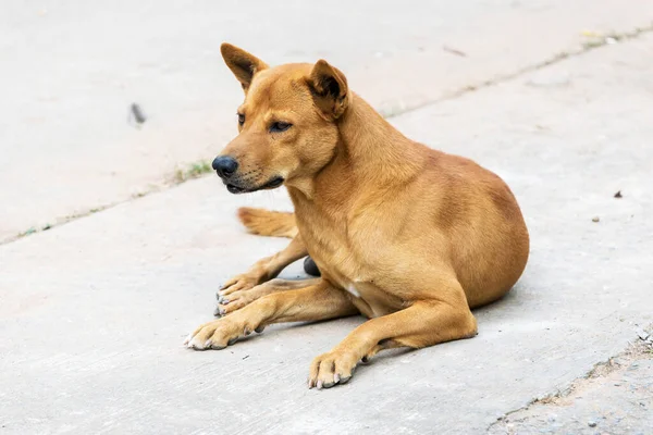 泰国棕色男性狗 — 图库照片