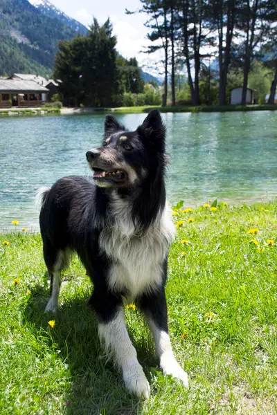 公園で愛らしいオースティン犬のクローズアップショット — ストック写真