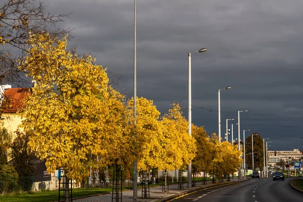 Trees Yellow Leaves Grey Sky Autumn Day Close Highway Prague — Stock Photo, Image