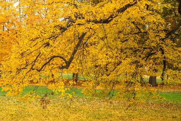 布拉格秋天的一天 一棵黄叶的树枝 — 图库照片