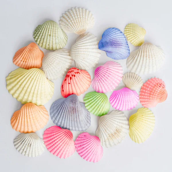 Colorful Shells Close — Stock Photo, Image