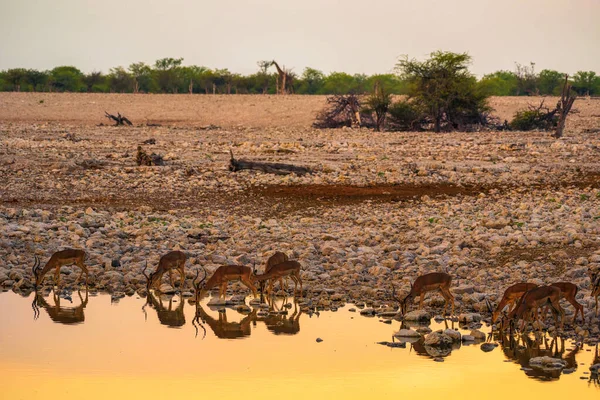 Αγέλη Των Αντιλόπων Πόσιμο Νερό Στο Εθνικό Πάρκο Etosha Ναμίμπια — Φωτογραφία Αρχείου