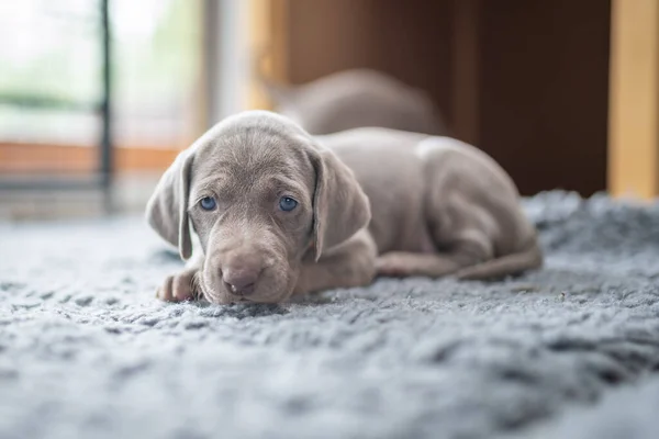 Puppy Van Weimaraner Hond Wijzende Hond Grijze Banket Huis — Stockfoto