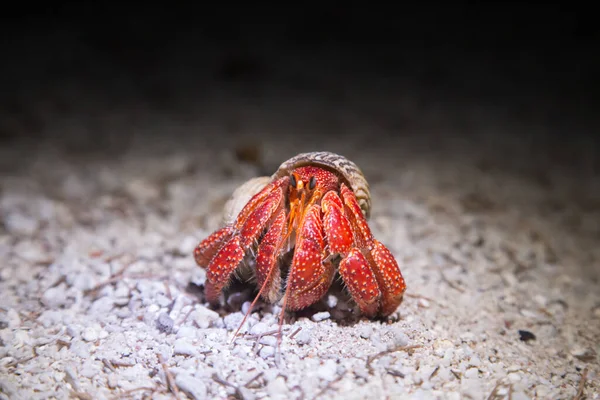 Strawberry Hermit Crab Night — Stock Photo, Image