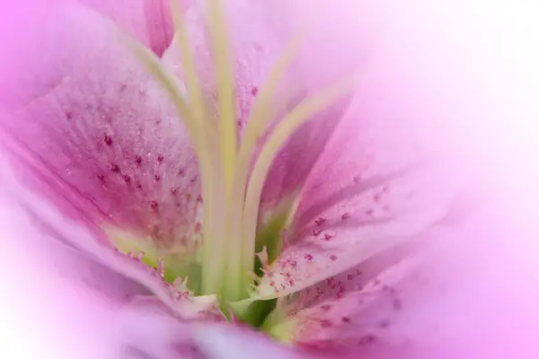 Lírio Rosa Fundo Floral Bonito — Fotografia de Stock