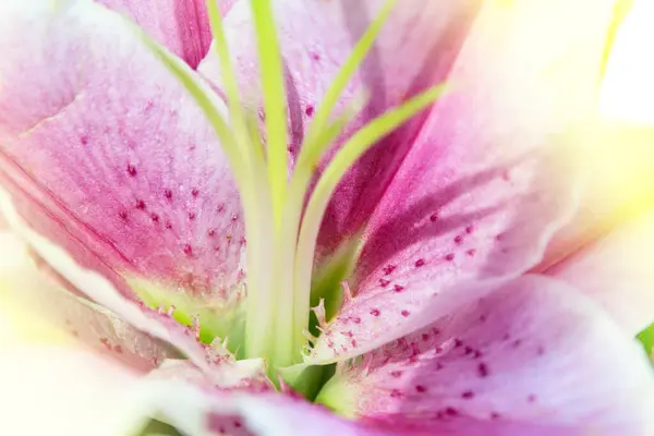 Beautiful Pink Lily Floral Background — Stock Photo, Image