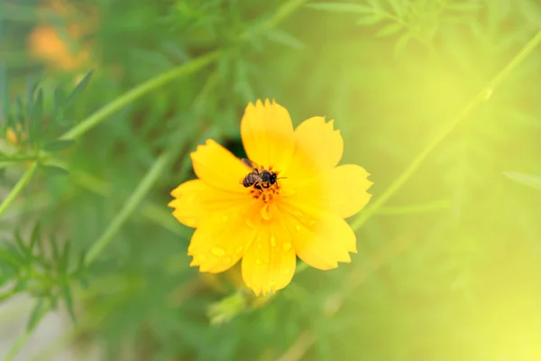 Bee Cosmos Flowers — Stock Photo, Image