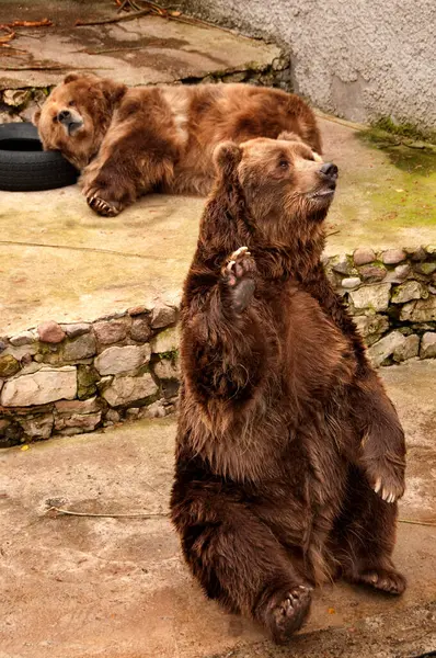Brown Bear Waves Paw Looking Visitors — Stock Photo, Image
