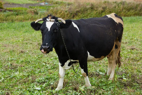 Μια Περίεργη Αγελάδα Στέκεται Στο Βοσκοτόπι Της Γαλακτοκομικά Μια Περίεργη — Φωτογραφία Αρχείου