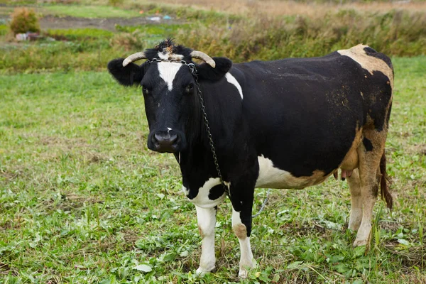好奇心旺盛な酪農家が牧草地に立っている 酪農牛 好奇心旺盛な酪農家 — ストック写真