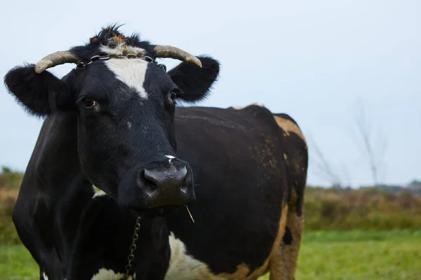一头好奇的奶牛站在她的牧场上 奶牛场 一头好奇的奶牛 — 图库照片