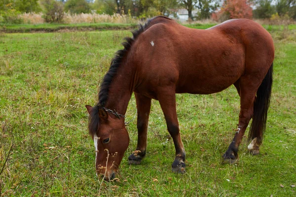 Prachtige Paarden Weide Met Groen Gras — Stockfoto