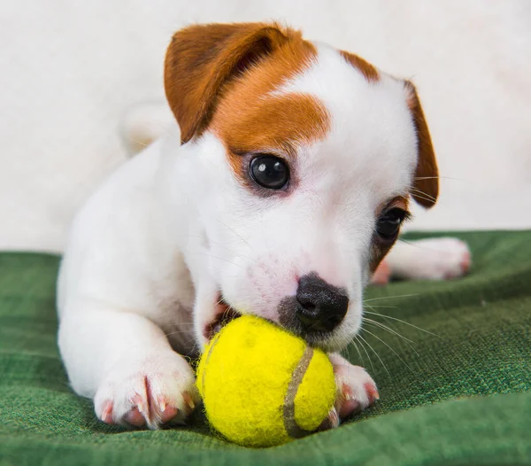 犬ジャック ラッセル テリアテニスボールで遊ぶ — ストック写真