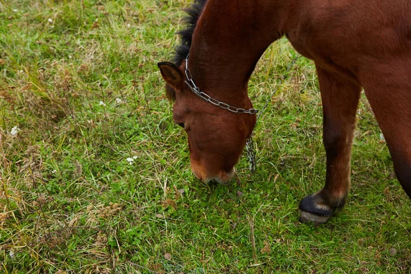 Prachtige Paarden Weide Met Groen Gras — Stockfoto