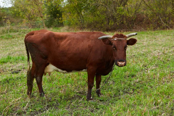 Vaca Leiteira Campo Vaca Leiteira Uma Vaca Leiteira Curiosa — Fotografia de Stock