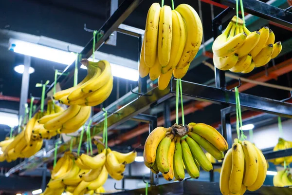 Bananes Fraîches Dans Section Légumes Épicerie — Photo