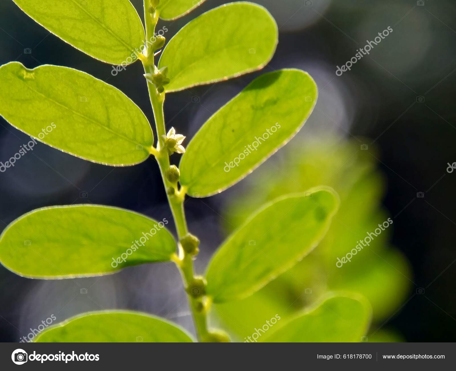 Green Phyllanthus Urinaria Leaves Meniran Chamber Bitter Gripeweed ...