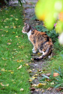 Üç renkli kedi soldaki patikaya bakıyor.