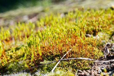 Bir parça yosun. Yaklaş.