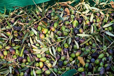 Set of harvested olives in blanket