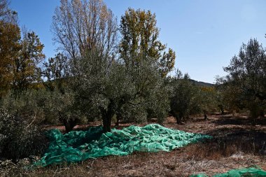 Olive fields prepared for the harvest