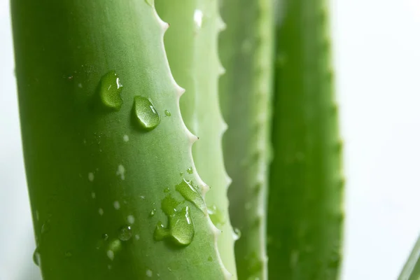 Close View Fresh Green Organic Aloe Vera — Stok Foto