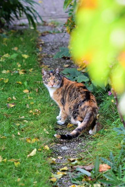 Trójkolorowy Kot Obracający Się Ścieżce Ogrodowej — Zdjęcie stockowe