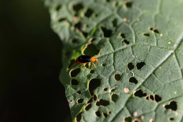 Orange Bug Eats Green Leaf — Stock Photo, Image