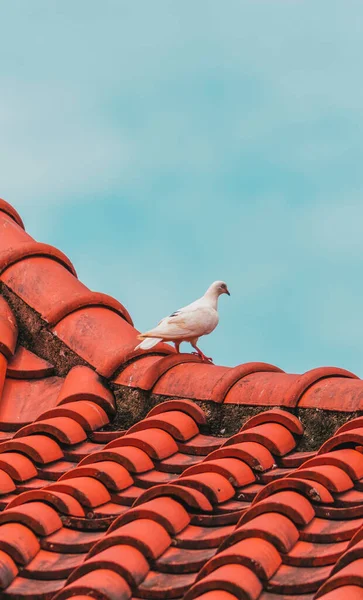 Белый Голубь Крыше Оранжевой Плитки — стоковое фото