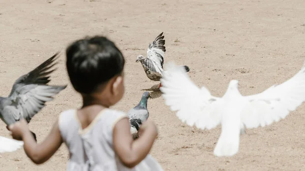 Pequena Criança Brincando Com Pombos Parque — Fotografia de Stock