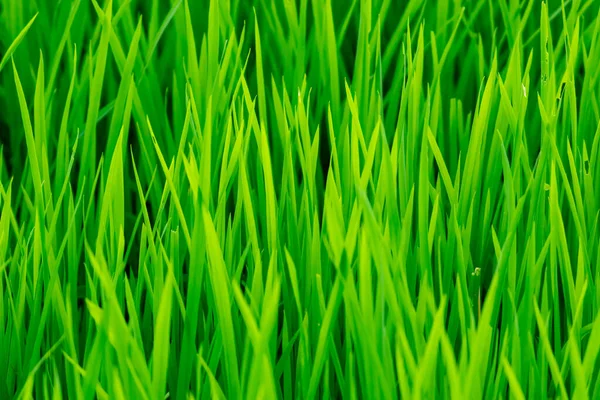 Rýže Rostlina Zelené Listy Fotografie — Stock fotografie