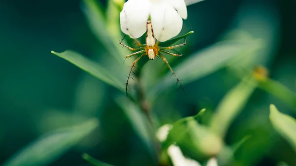 橙色的小蜘蛛挂在白花的宏上 — 图库照片