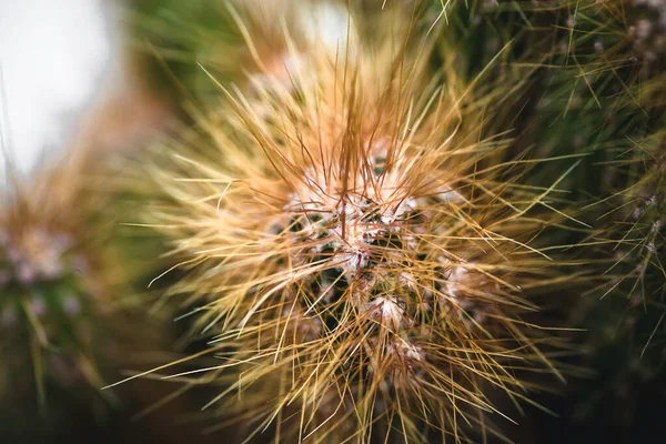 Cactus plants and its sharp needles close up micro photograph