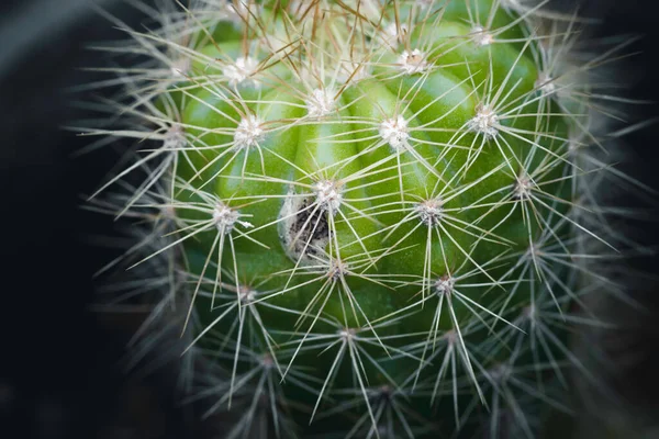 Green Cactus plant and its sharp needles close up micro photograph