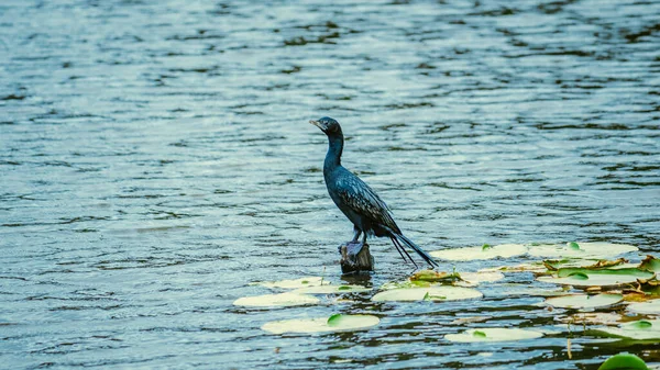 Küçük Karabatak Kuşu Dinleniyor Gözünü Hiyare Barajı Ndaki Tahta Direkten — Stok fotoğraf