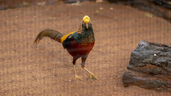 Black Golden Pheasant Bekijk Camera Grond Zijn Kooi — Stockfoto
