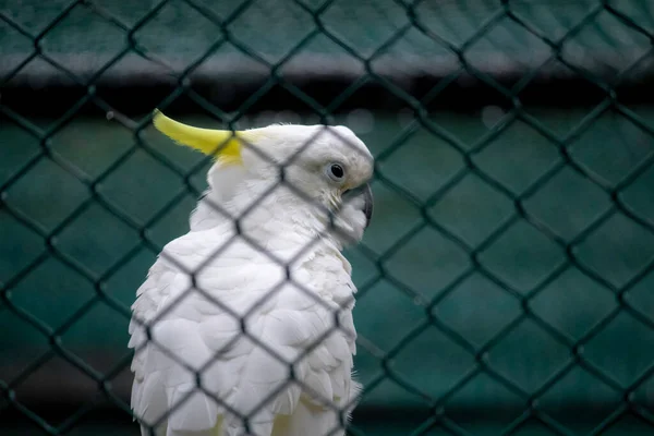 Sülfür Armalı Papağan Tetikte Gözlerinizi Kapatın — Stok fotoğraf