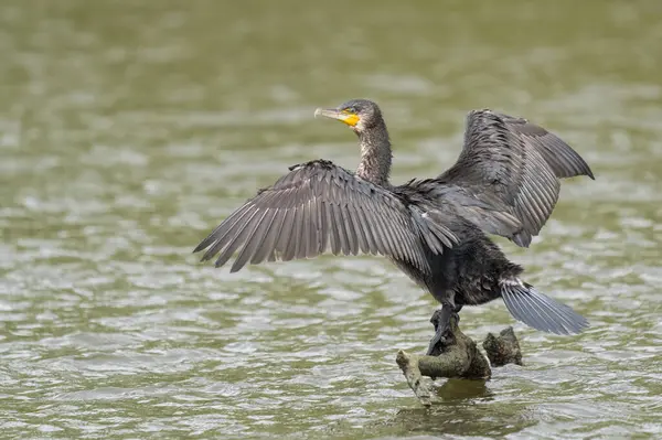 Great Black Cormorant Drying Its Plumage Fishing — Zdjęcie stockowe