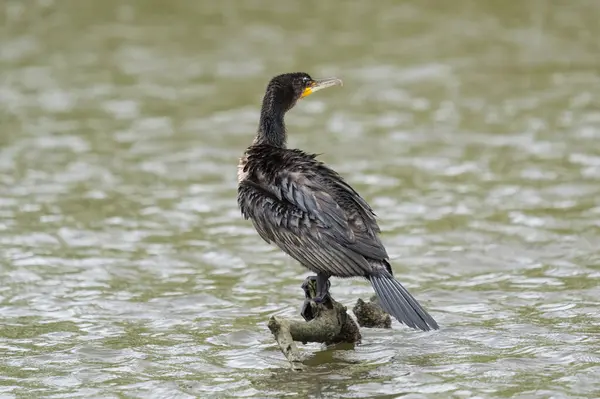 Great Black Cormorant Drying Its Plumage Fishing — Φωτογραφία Αρχείου