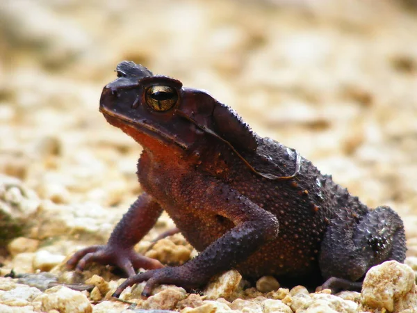 Closeup Brown Frog Ground — Foto de Stock